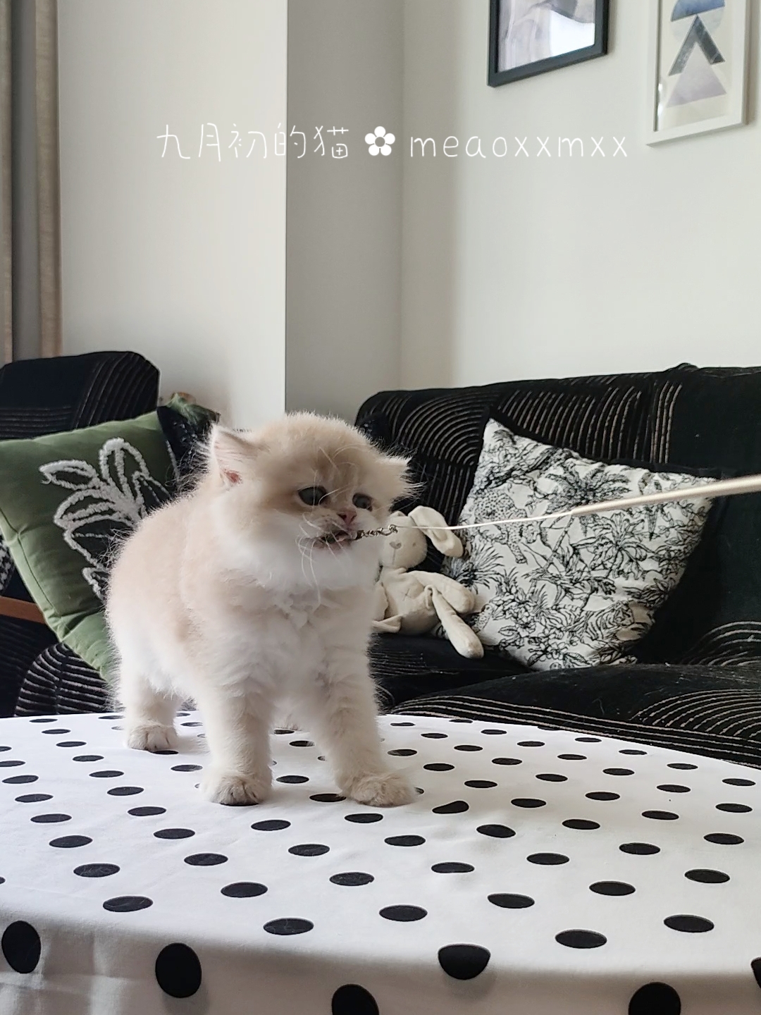 12色紫金渐层妹妹